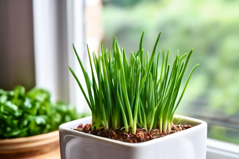 chives in a small square pot on kitchen windowsill