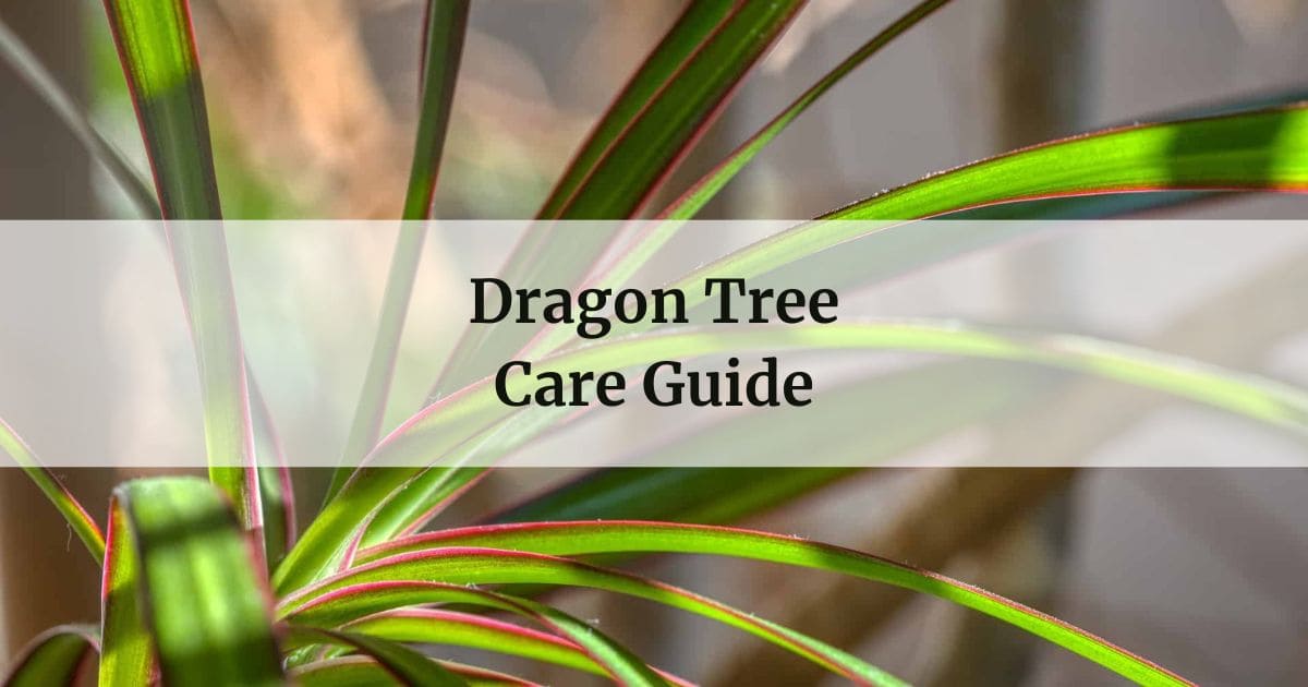 Dragon Tree Care Guide