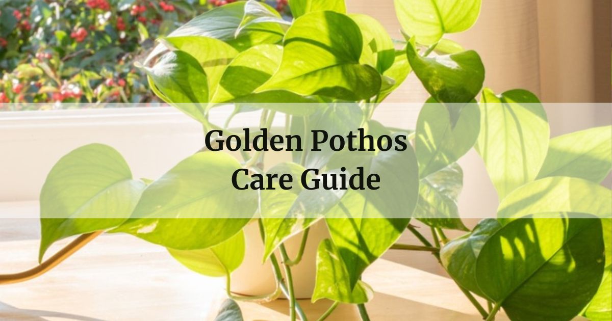 Golden Pothos Care Guide