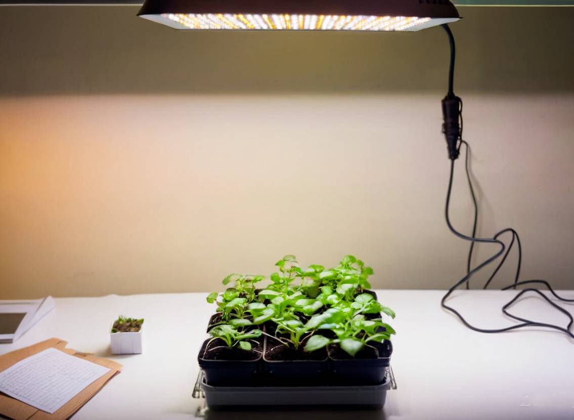 grow lights with seedlings new