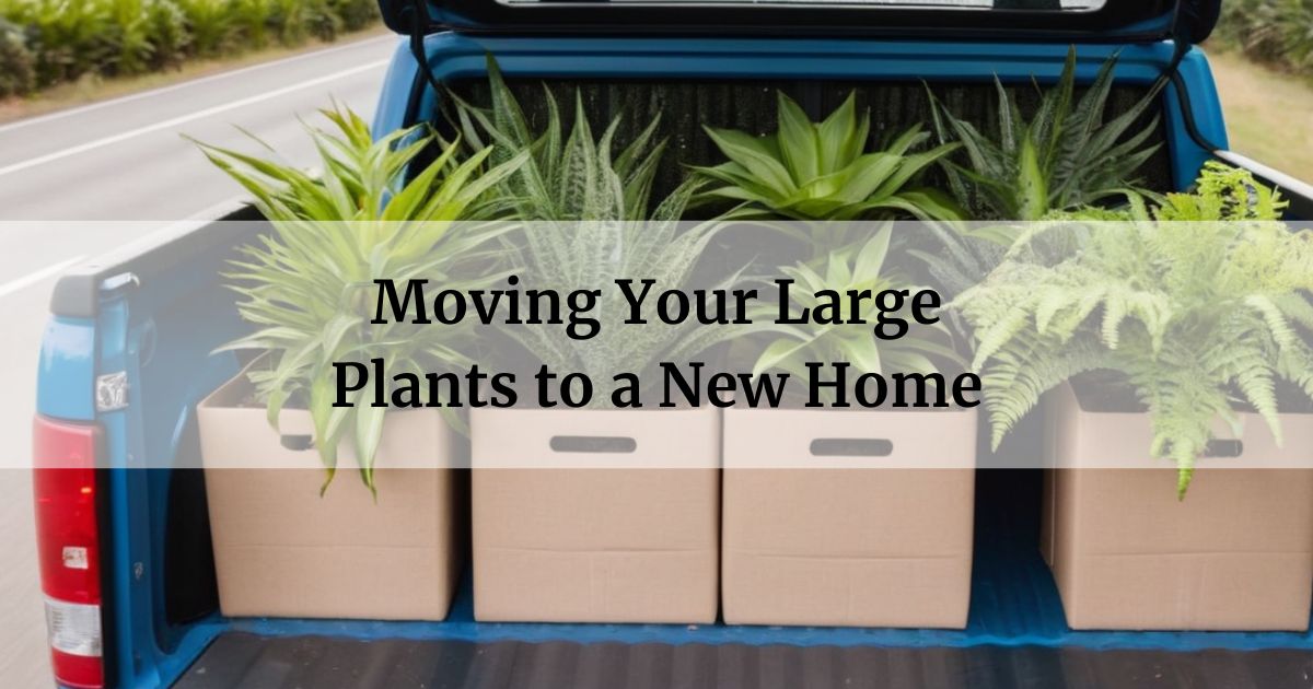 Moving Your Large Plants to a New Home