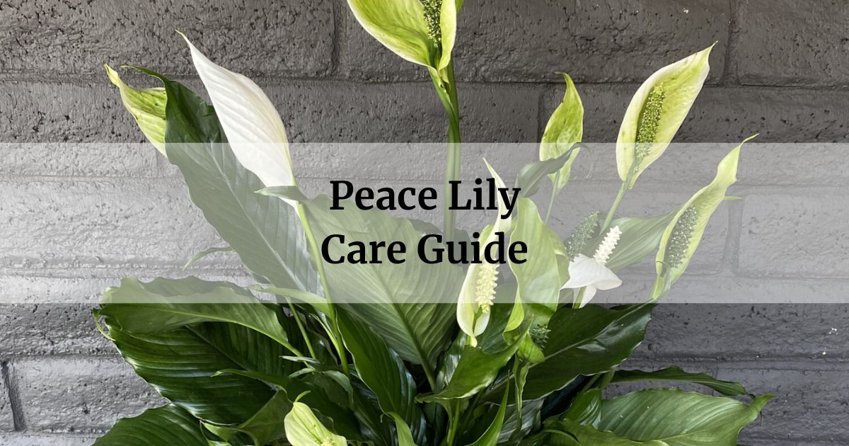 Peace Lily Care Guide