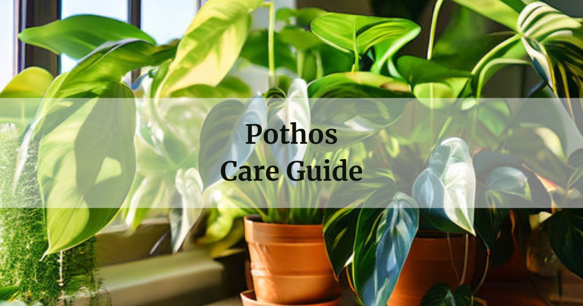 Pothos Care Guide