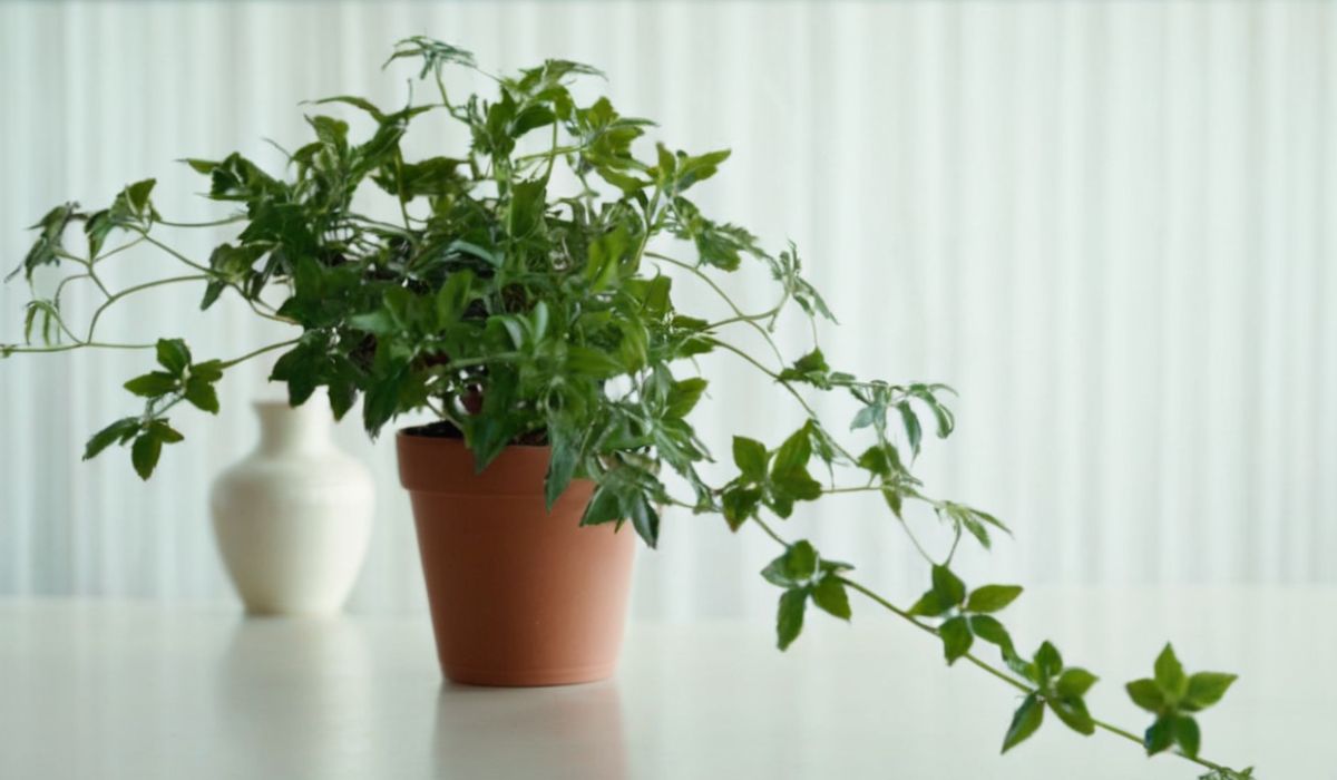 potted english ivy