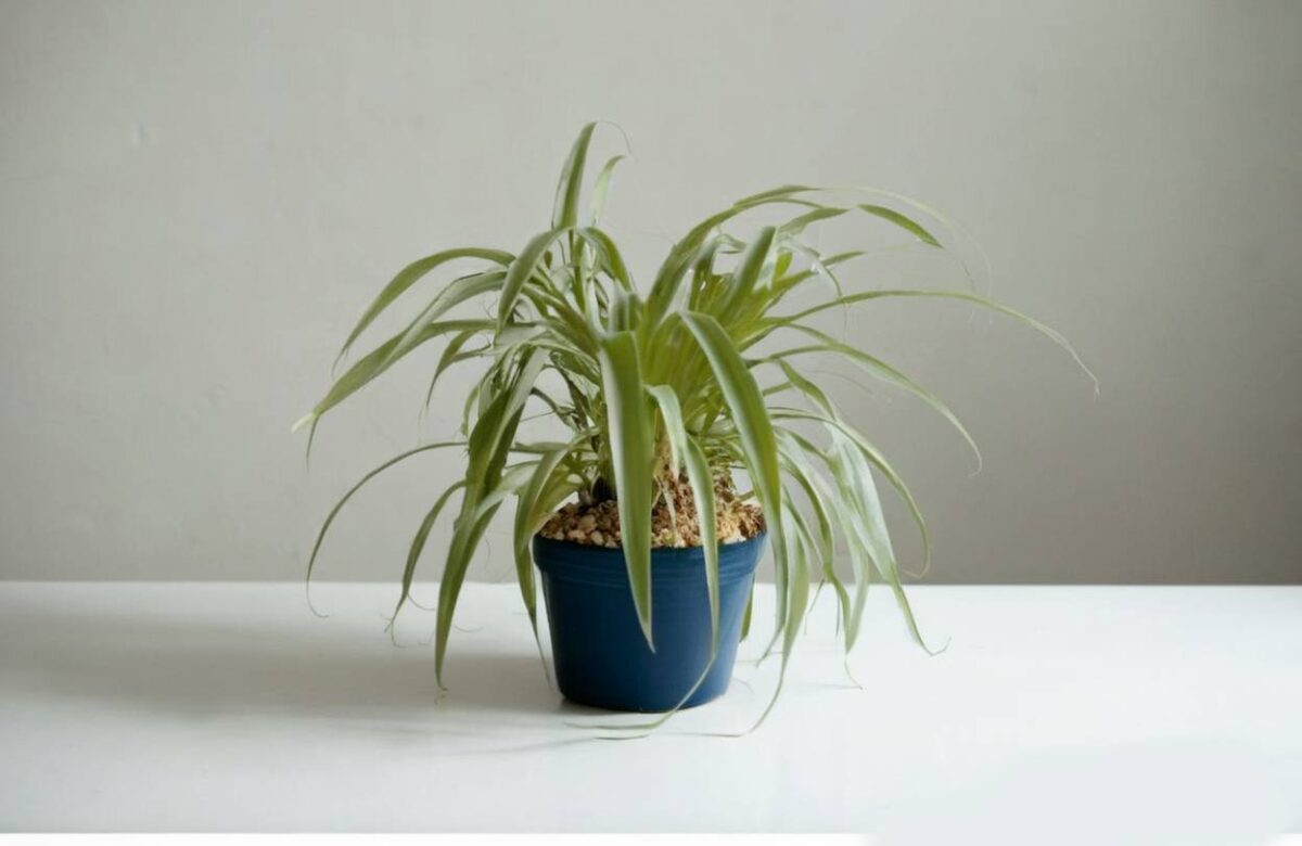 spider plant blue pot