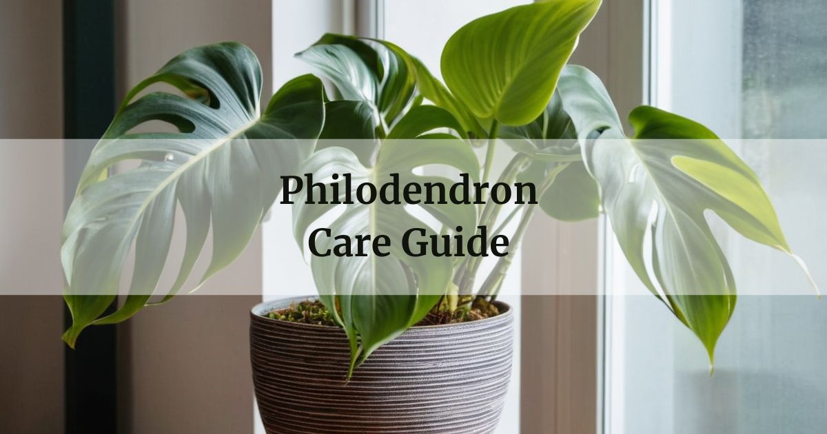 Philodendron Care Guide