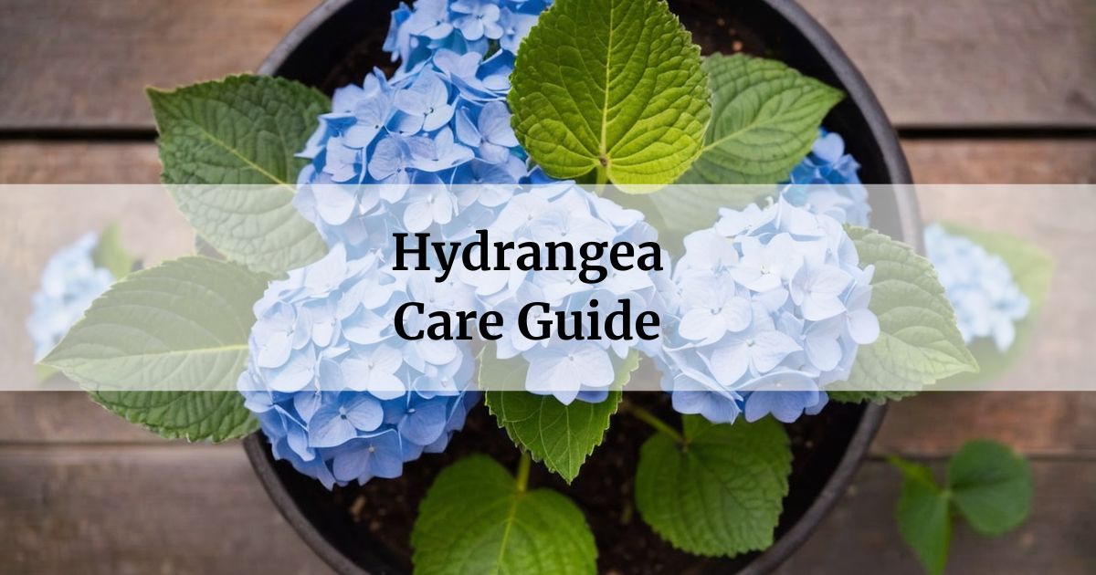 hydrangea care guide