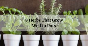 8 Herbs That Grow Well in Pots