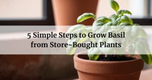 Grow Basil from Store-Bought Plants