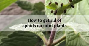 How to get rid of aphids on mint plants