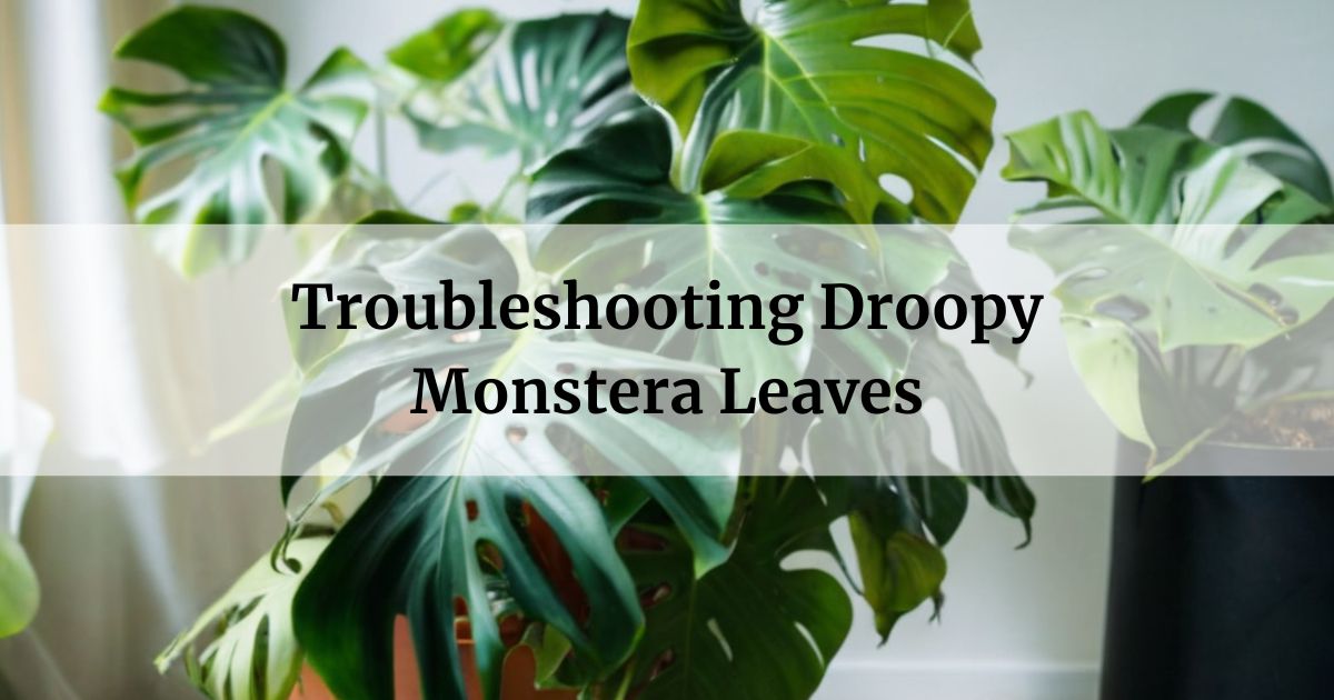 Troubleshooting Droopy Monstera Leaves