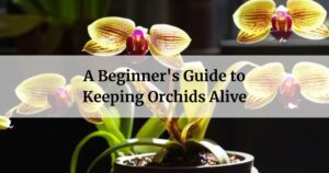 Keeping Orchids Alive