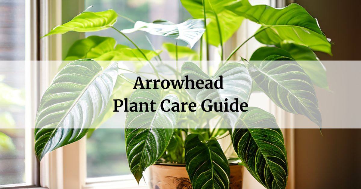 Arrowhead Plant Care Guide