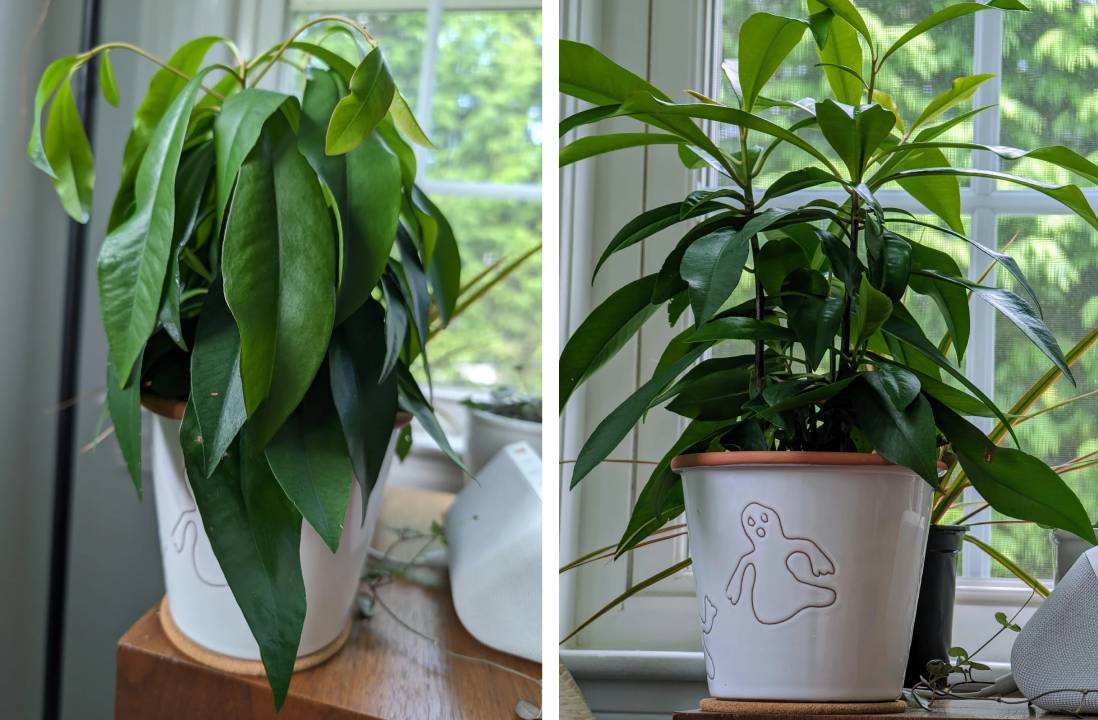 My peace lilly being dramatic before and after waterting