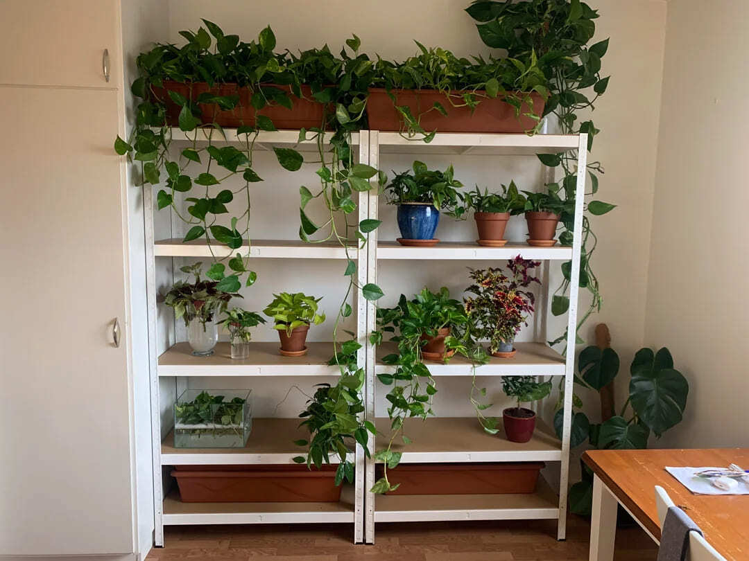 pothos shelf before