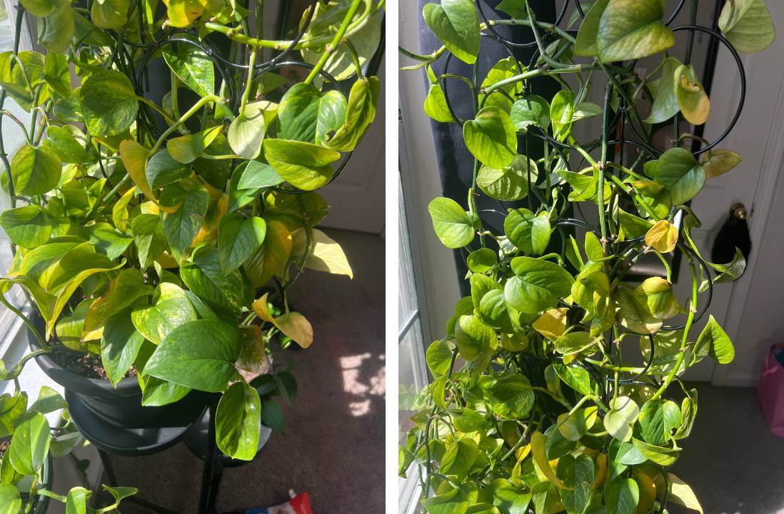 pothos yellowing leaves