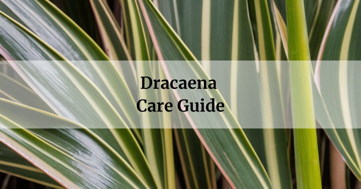 Dracaena Care Guide