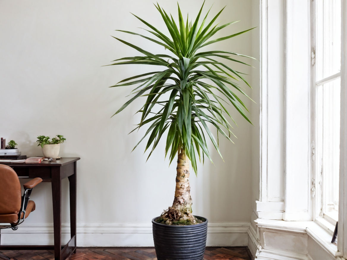 Dracaena in corner study