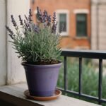 Houseplant of the week: Lavender