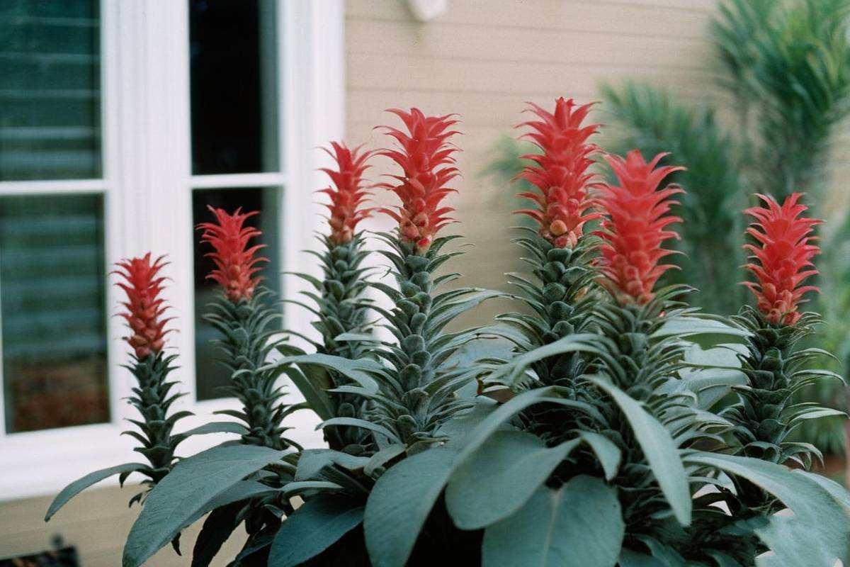 Pineapple Sage focal point