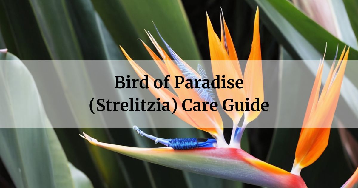 Strelitzia Care Guide