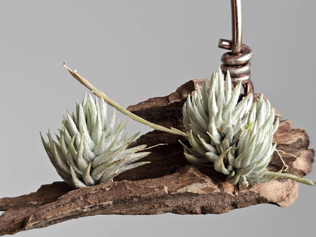 Tillandsia loliacea