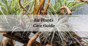 air plant care guide