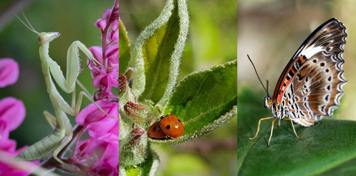 beneficial garden insects