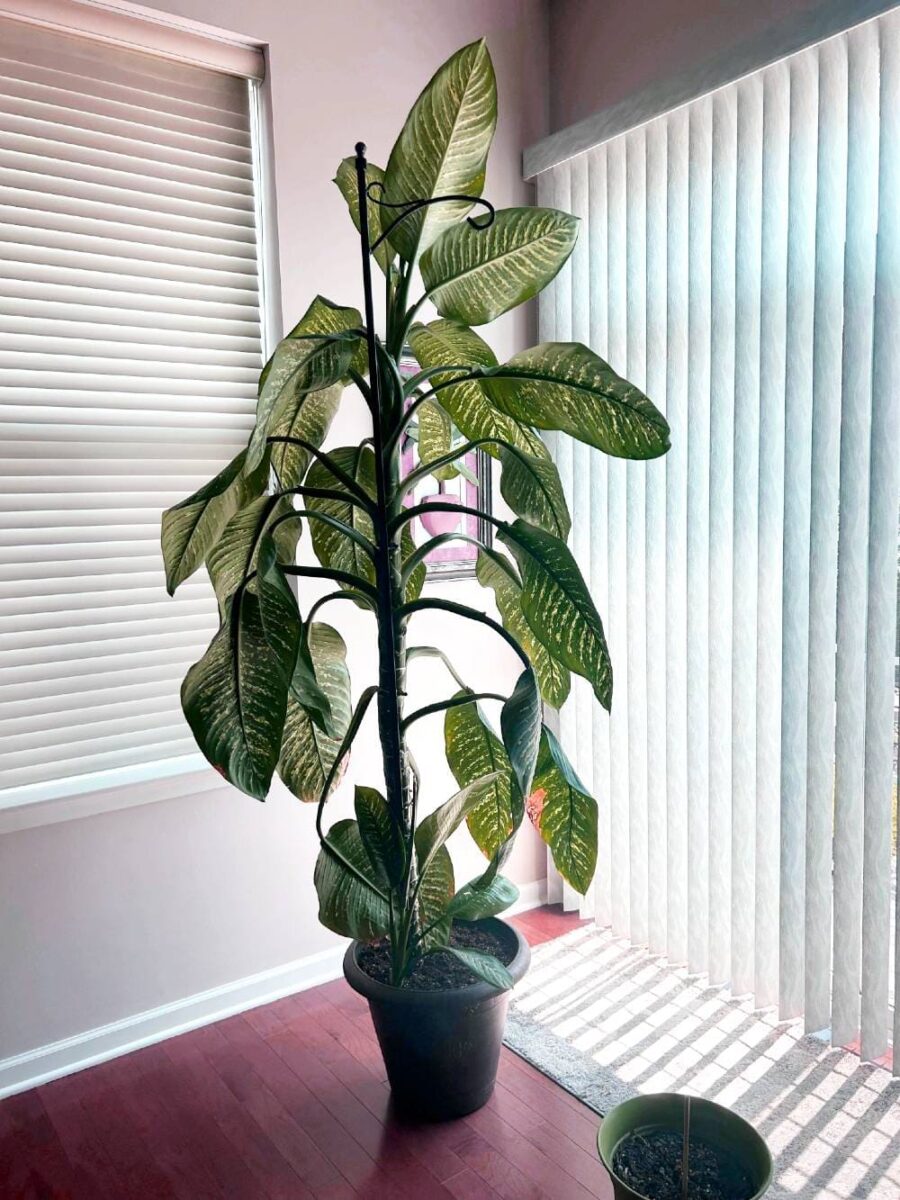 giant dieffenbachia web