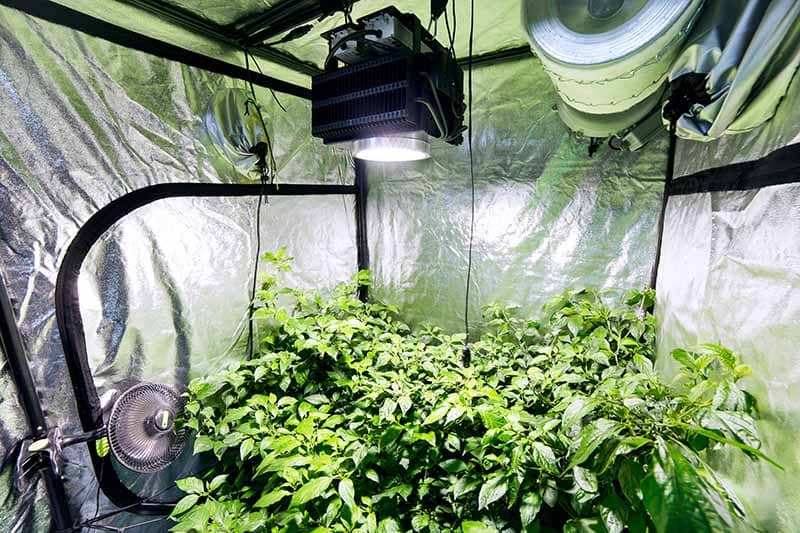 grow room ventilation web