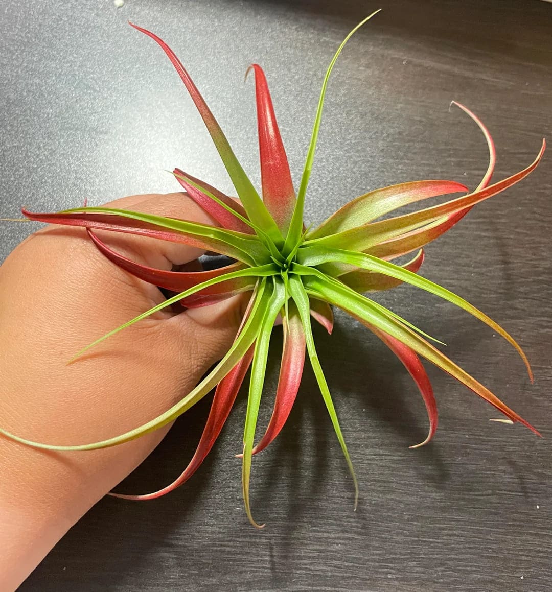 holding air plant web