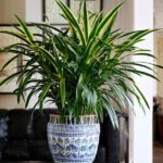 Houseplant of the week: Janet Craig Dracaena