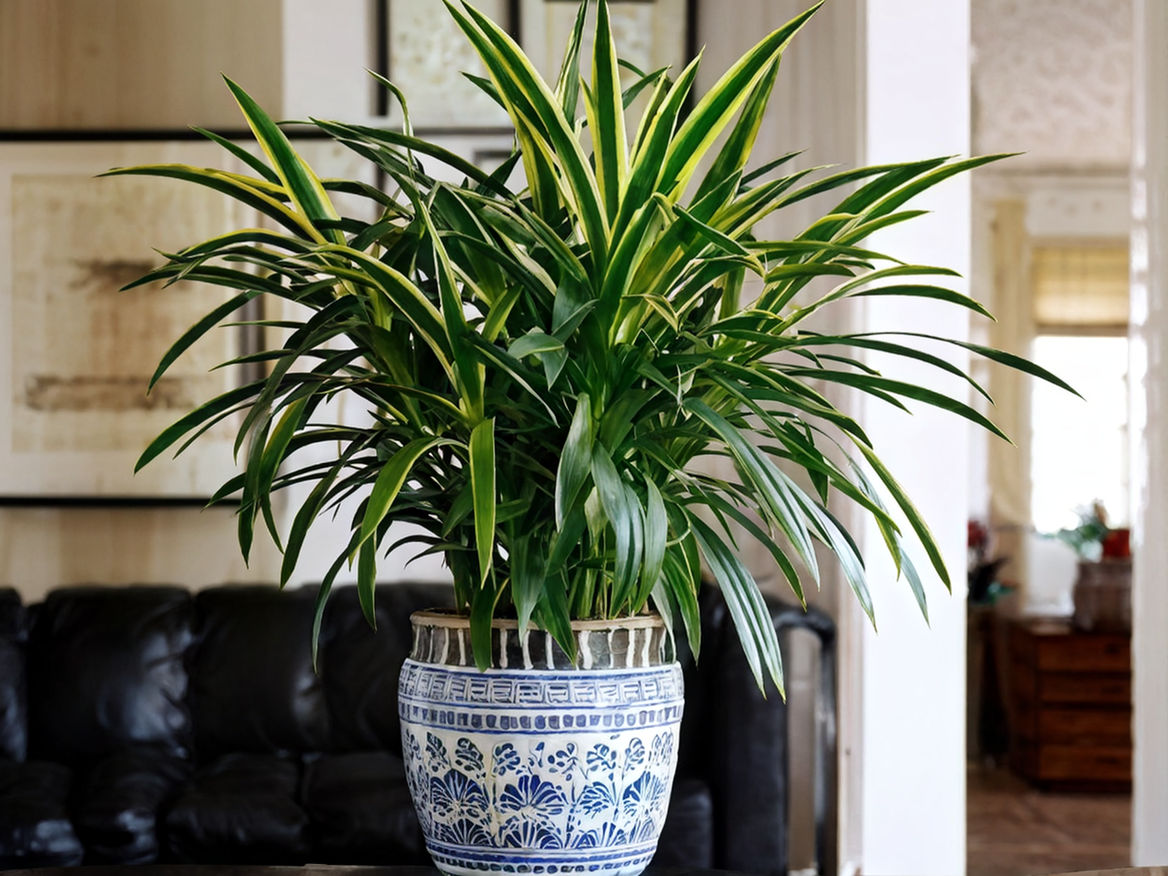 janet craig dracaena