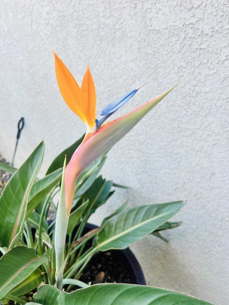 my flowering Strelitzia