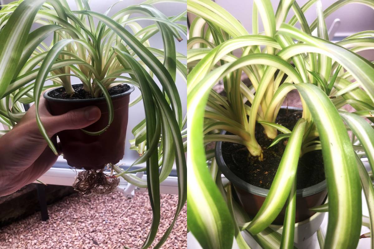 overgrown spider plant