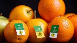 toxic oranges