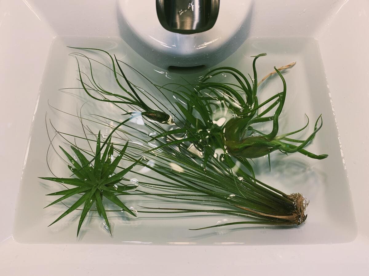 watering air plants by soaking web