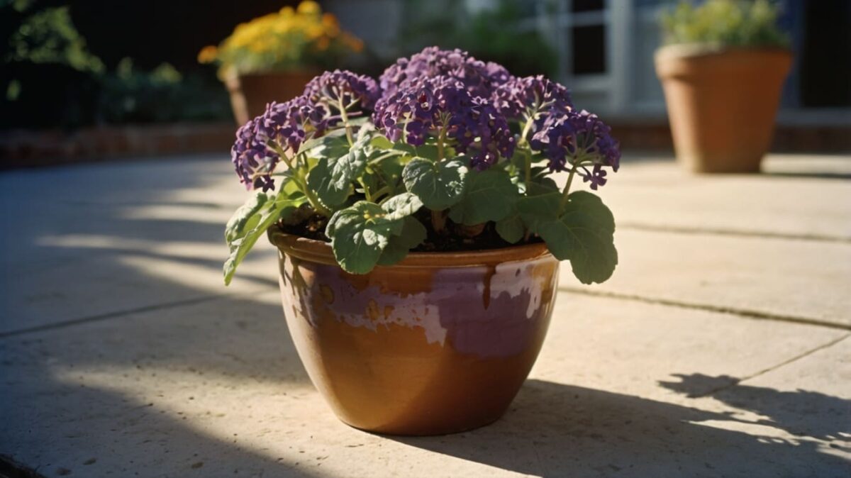 Heliotrope in beautiful pot