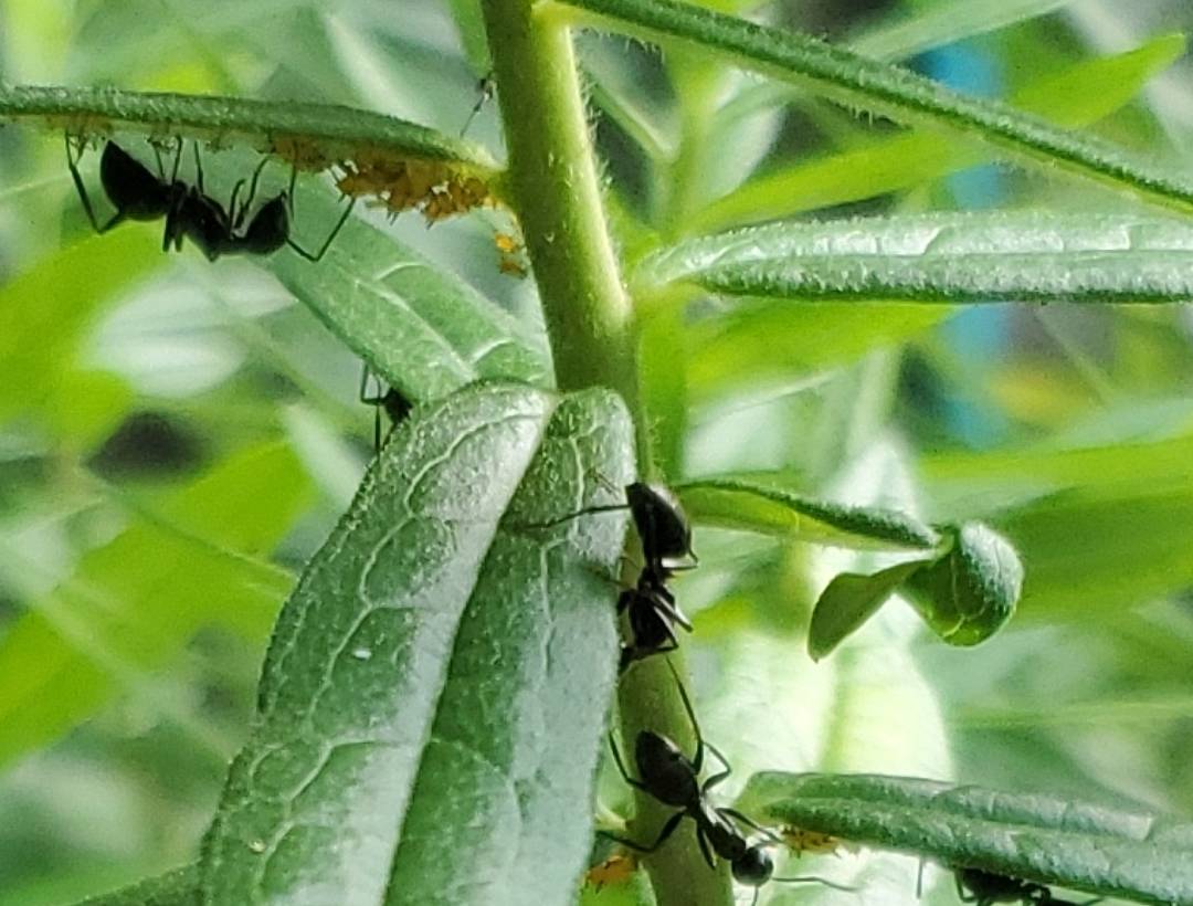 aphid and ant infestation