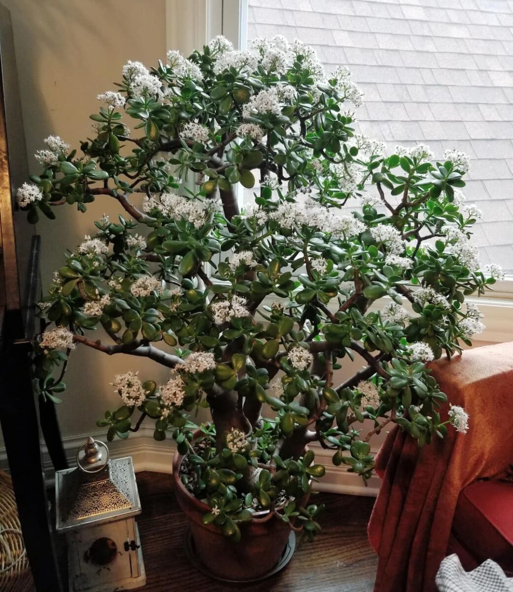 flowering jade plant