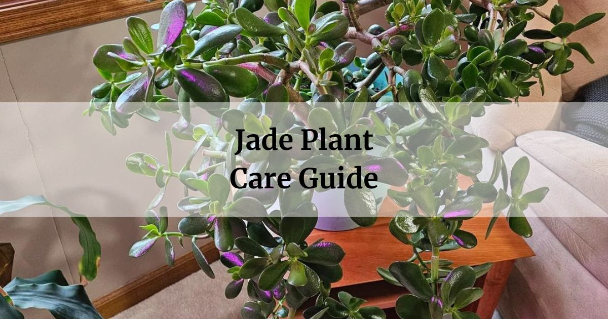 jade plant care guide