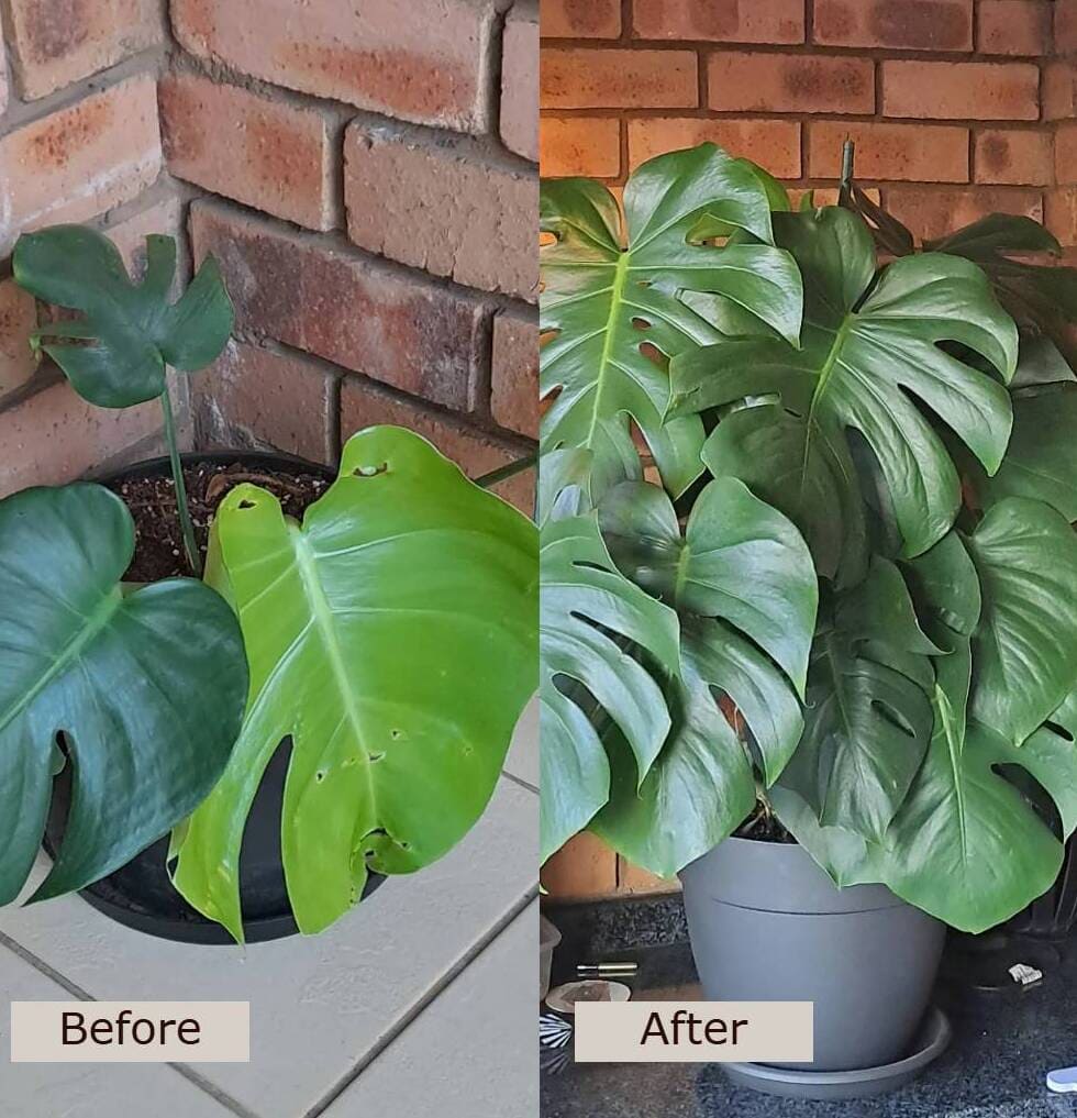 monstera before and after