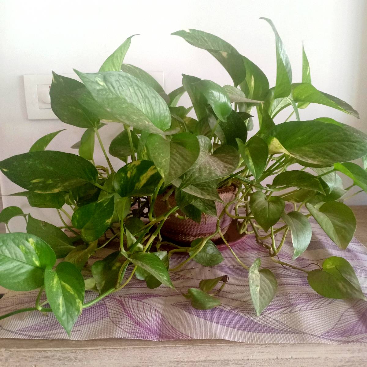 overgrown pothos