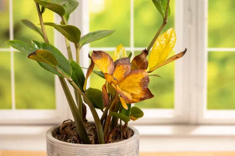 yellow and brown leaves