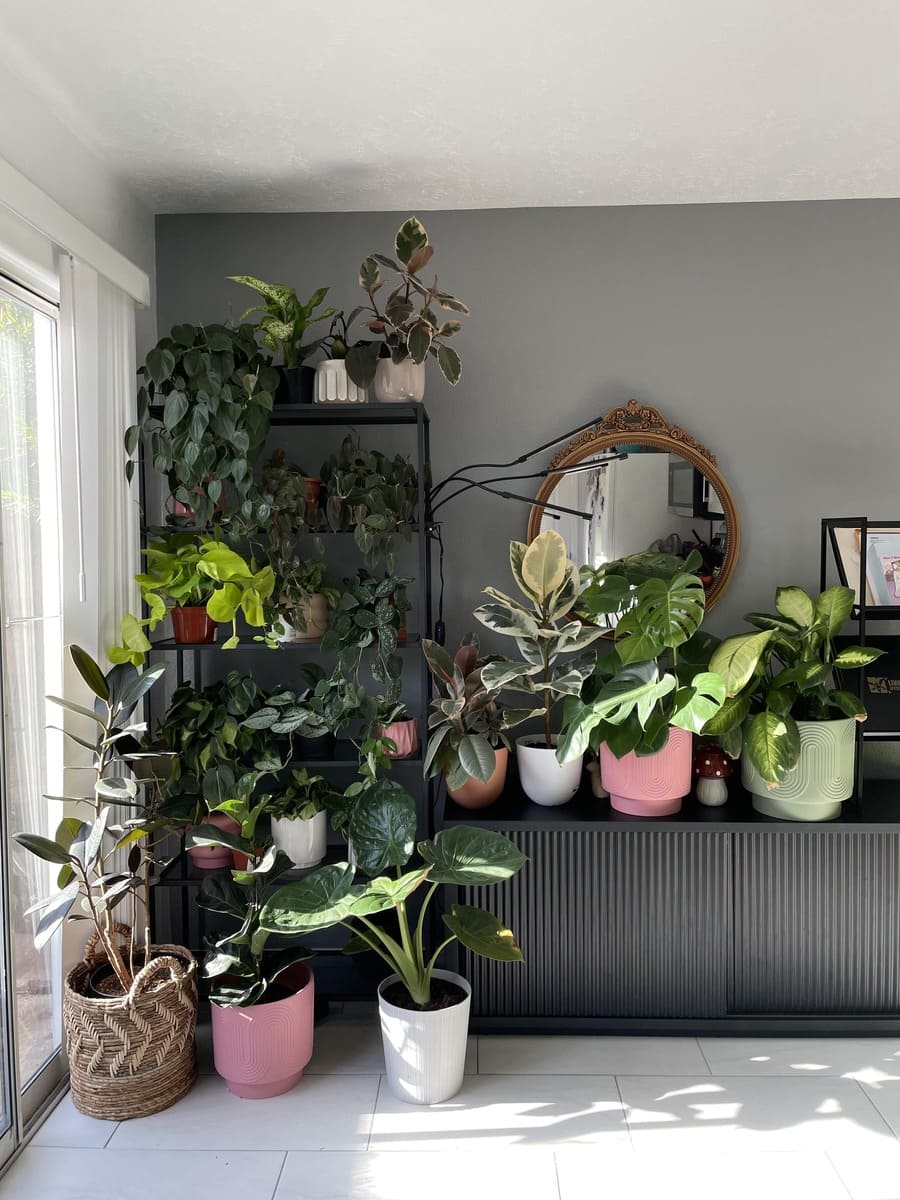 plants in my corner web