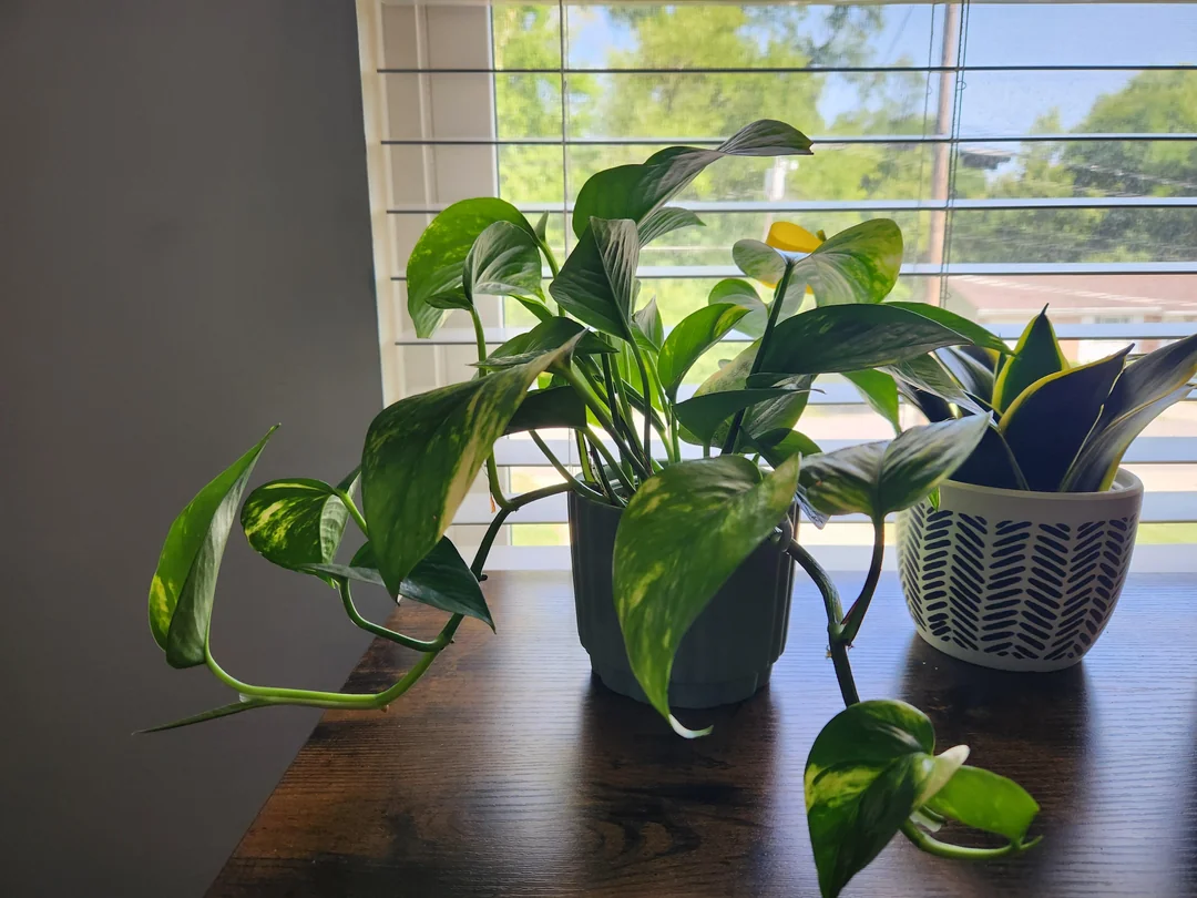 pothos needs to be repotted