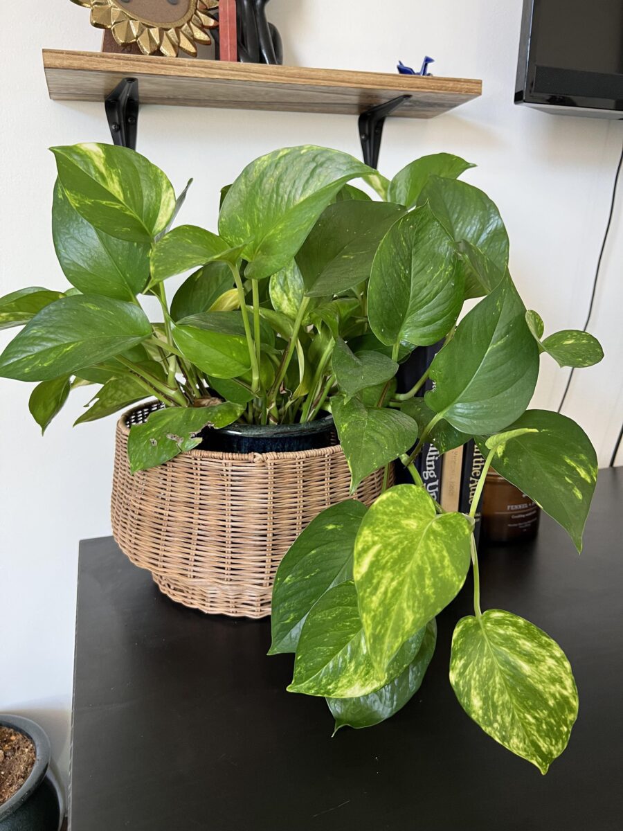 pothos overgrown leaves