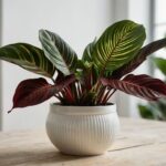 Houseplant of the week: Calathea orbifolia