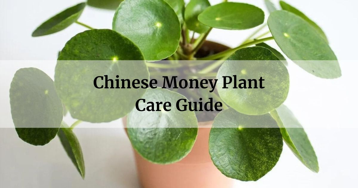 Chinese Money Plant Care Guide