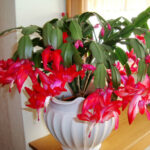 Houseplant of the week: Christmas Cactus